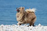 SPITZ ALLEMAND 361